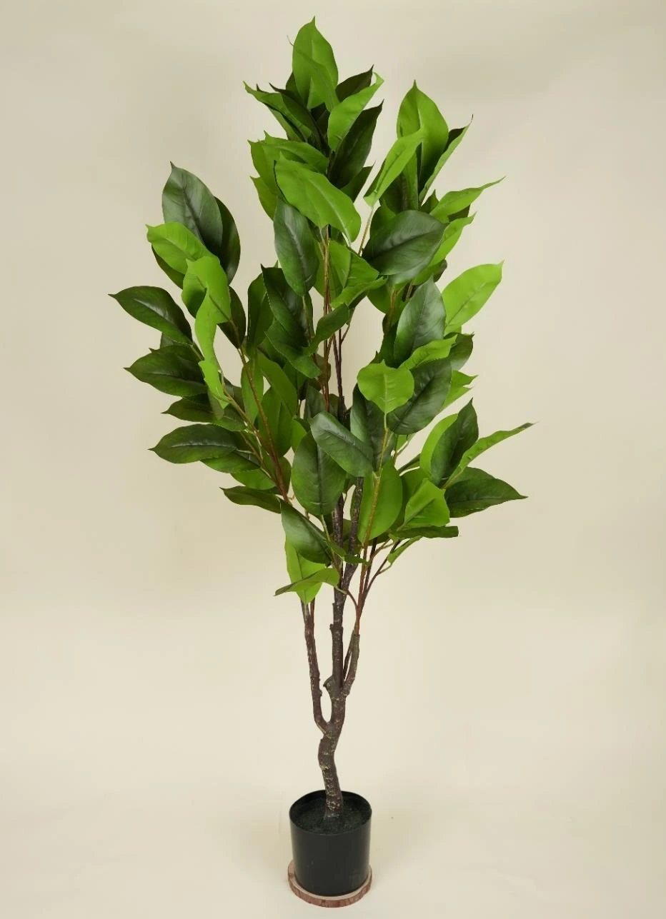 New Magnolia Tree Size : 175cm